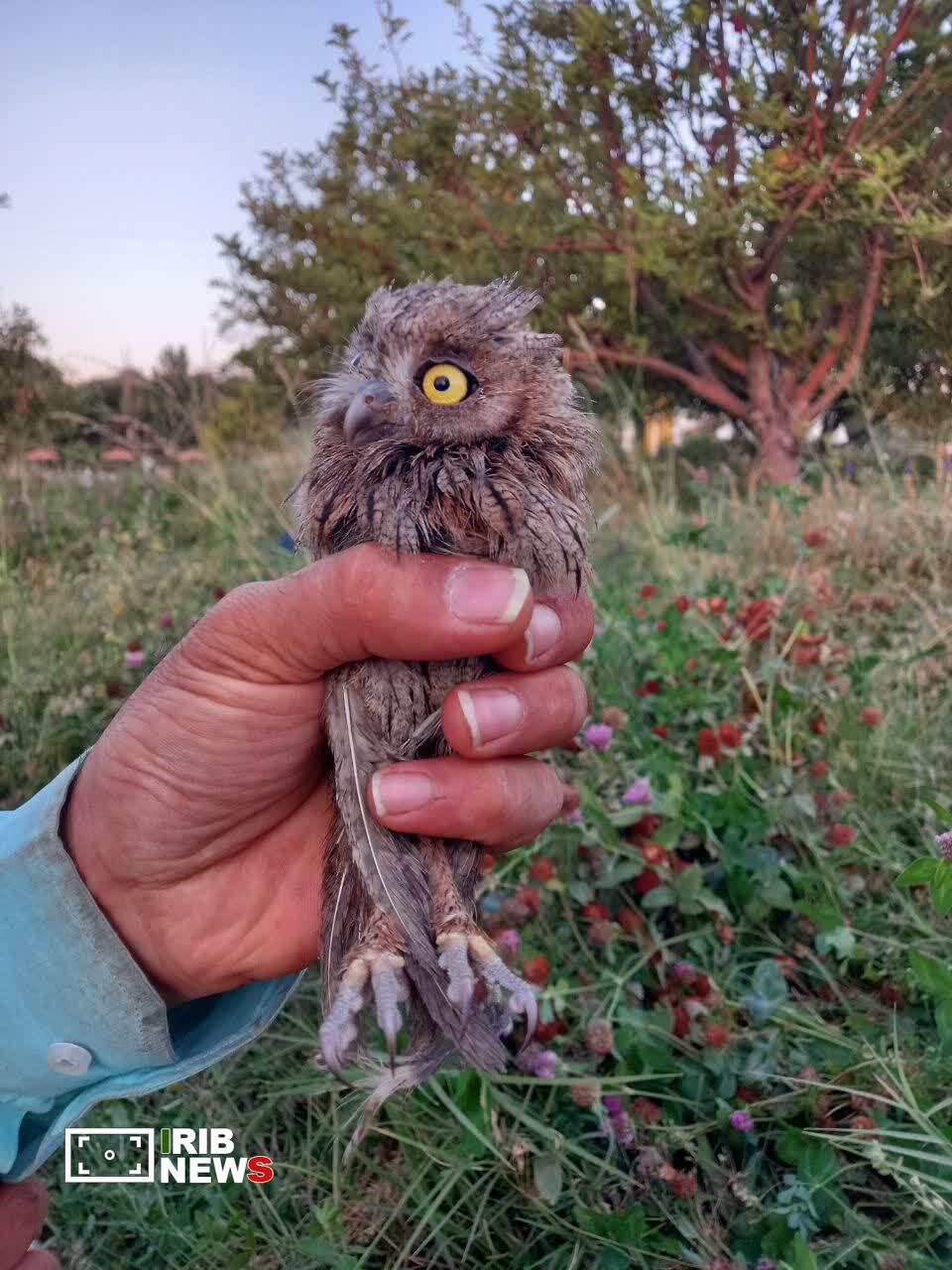 ندای لرستان