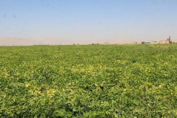 «ازنا» قطب تولید لوبیای کشور