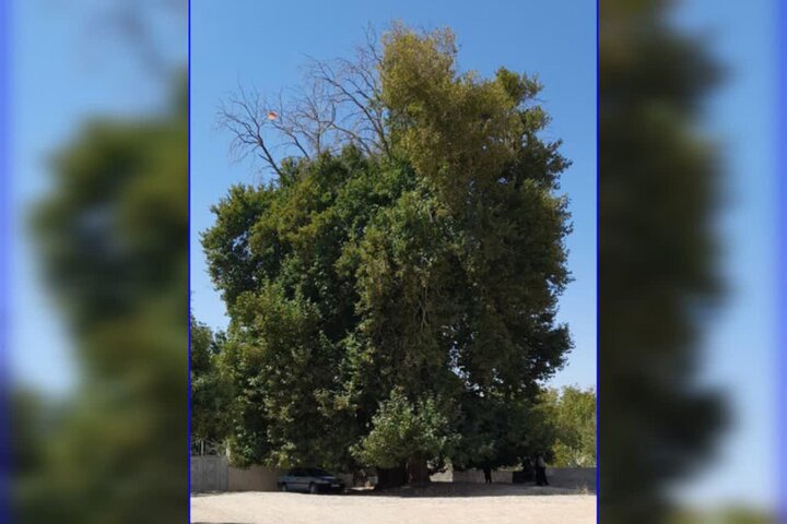 ثبت درخت چنار کهنسال روستای فیروزآباد مشهد در فهرست میراث طبیعی ملی