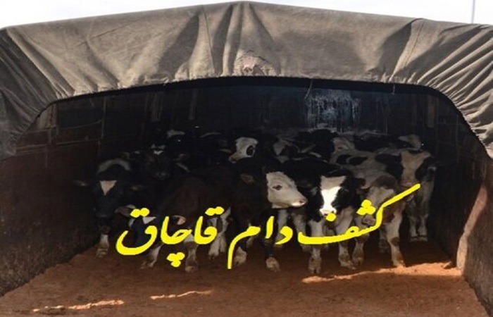 توقیف محموله ۸ میلیاردی قاچاق احشام در کوهدشت