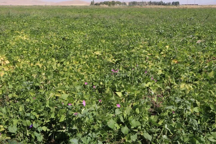 ندای لرستان