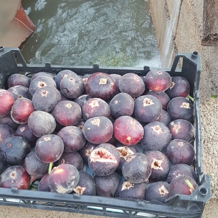 ندای لرستان