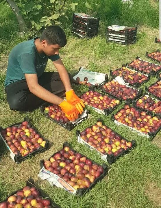 ندای لرستان