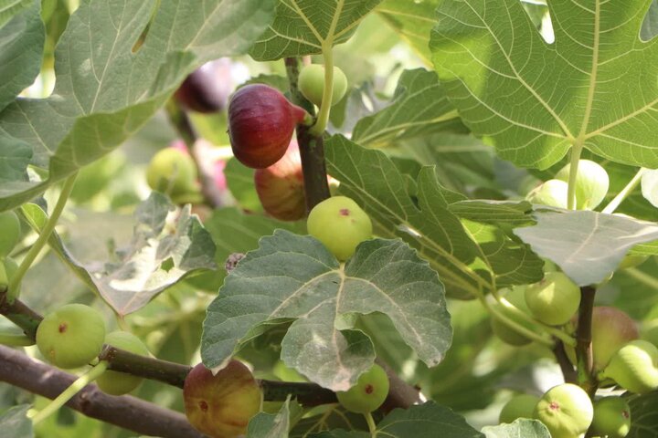 ندای لرستان