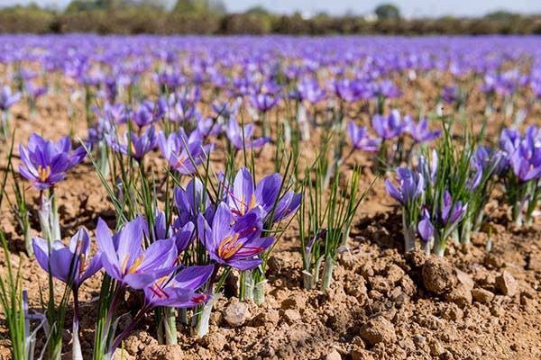فعالیت بیش از ۳ هزار بهره‌بردار در اراضی زعفران لرستان