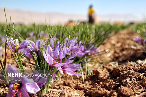 توسعه کشت مکانیزه زعفران در لرستان در دستور کار قرار گرفت