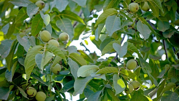 ندای لرستان