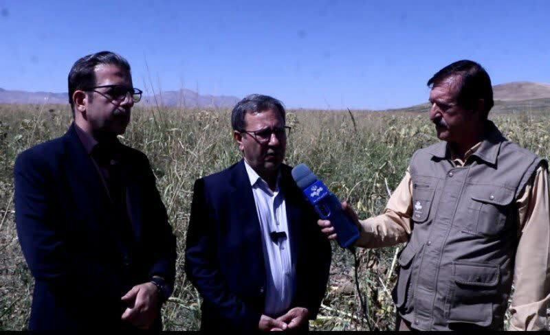افزایش سطح زیر کشت آفتابگردان در مزارع لرستان