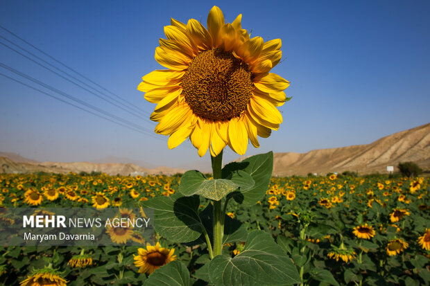 ندای لرستان