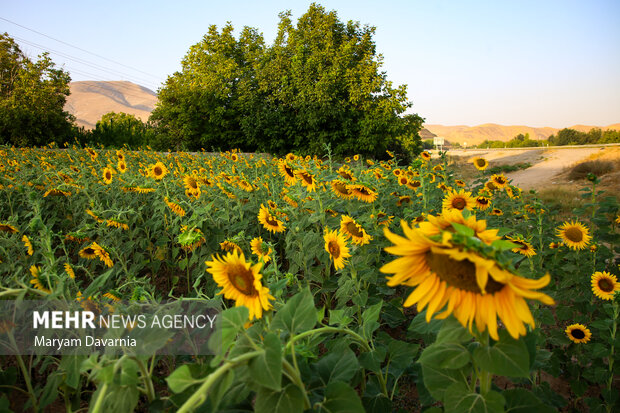 ندای لرستان