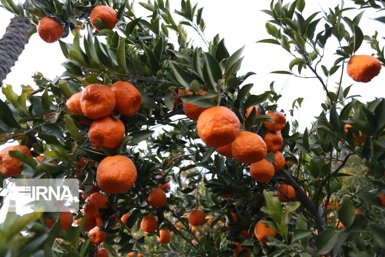 نارضایتی باغداران مازندران از ارزانی قیمت مرکبات؛ ستاد تنظیم بازار وارد عمل شد