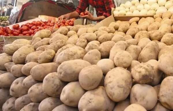 سیب زمینی ارزان راهی بازار می‌شود