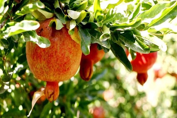 ندای لرستان
