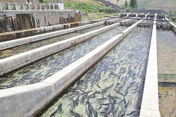 لزوم آمادگی مزارع آبزی‌پروری لرستان در برابر مخاطرات «ال نینو»