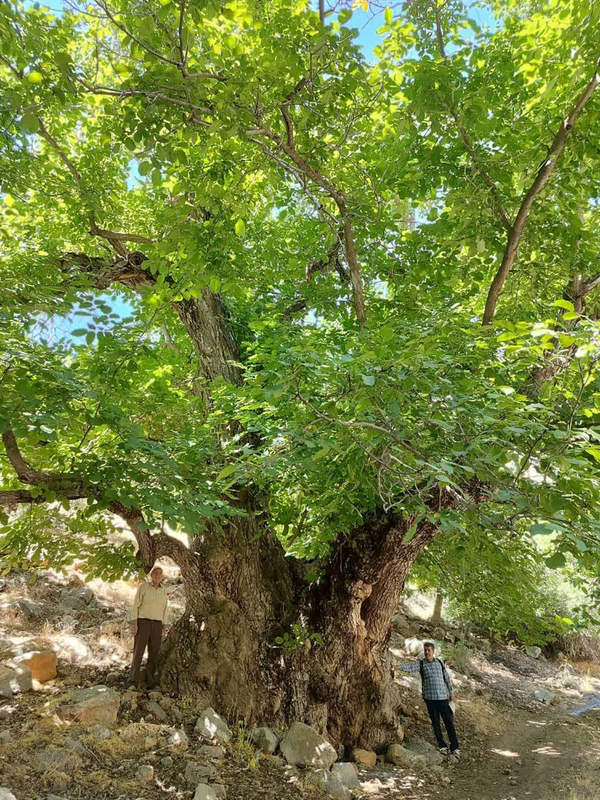 ندای لرستان
