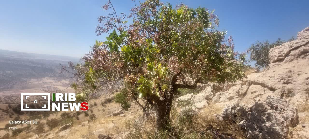 ندای لرستان