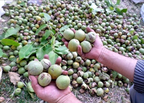 نبود بازار منسجم، حلقه مفقوده ارزش افزوده محصول گردو در سلسله است