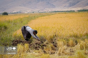 تصاویر تماشایی برداشت برنج از شالیزارهای لرستان