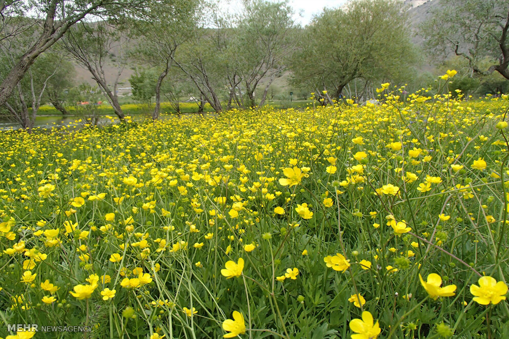ندای لرستان