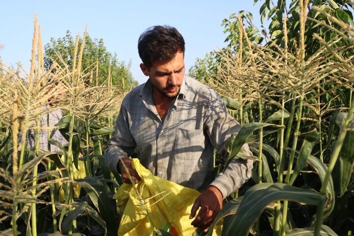 ندای لرستان