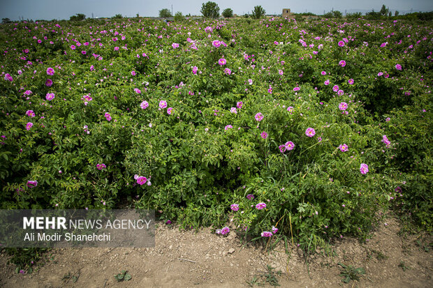 ندای لرستان