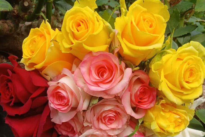 ندای لرستان
