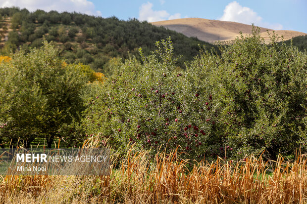 ندای لرستان