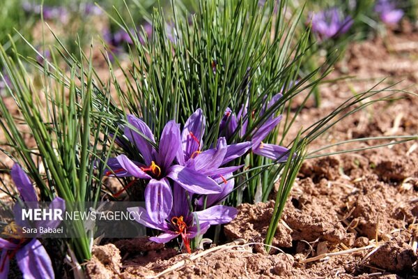 ندای لرستان