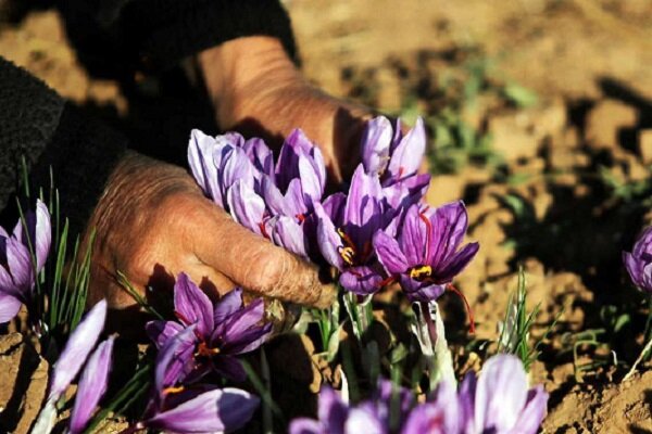 ندای لرستان