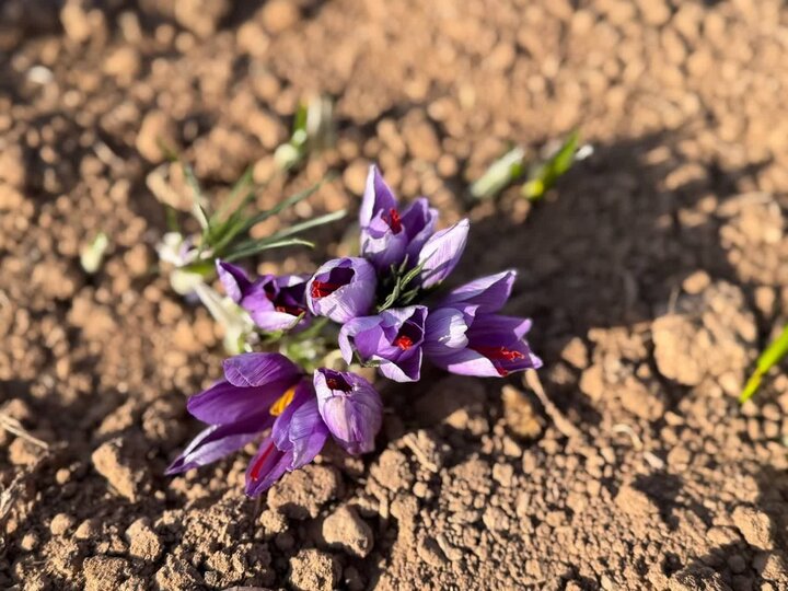 ندای لرستان