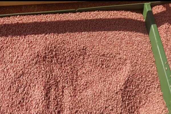 اجرای کشت مستقیم گندم دیم در ۴ هکتار از اراضی الیگودرز