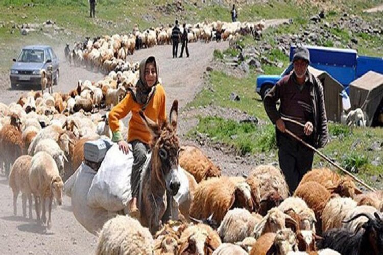 آغاز کوچ پائیزه در بروجرد