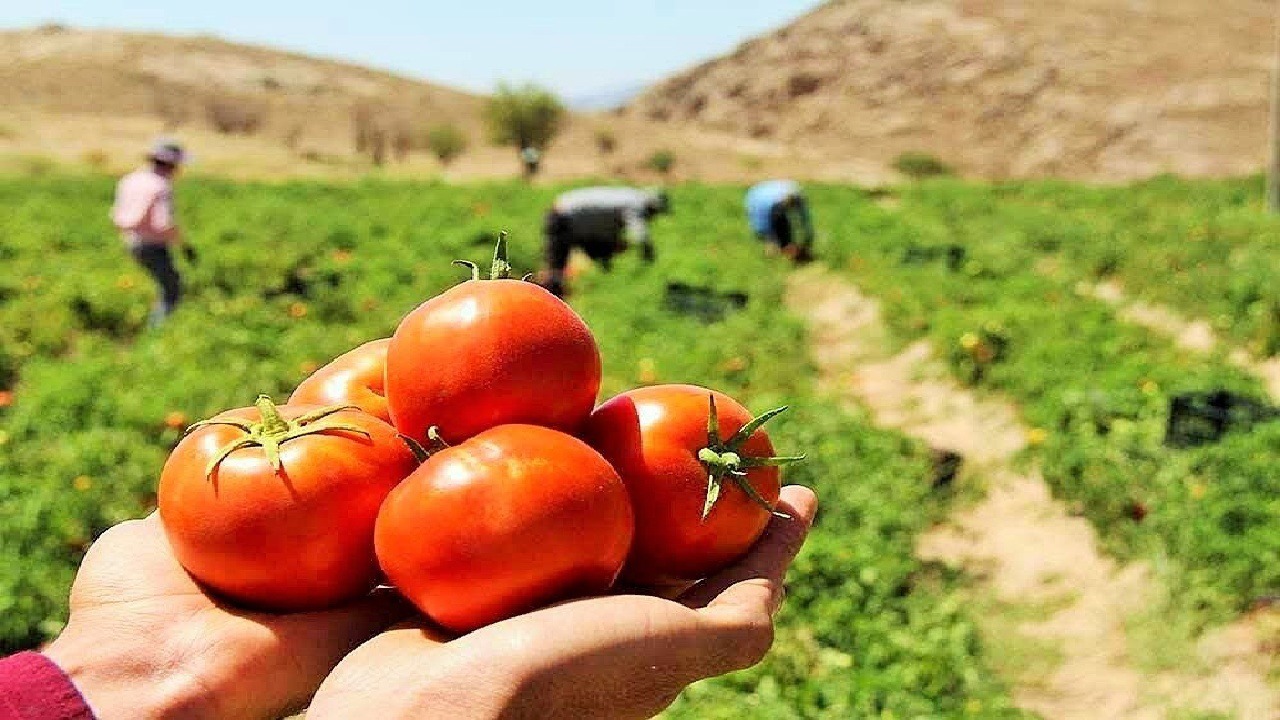 پیش‌بینی برداشت ۱۱۰ هزار تن گوجه‌فرنگی و پیاز در لرستان