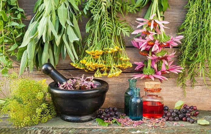 سیستان‌ و بلوچستان؛ گنجینه گیاهان دارویی