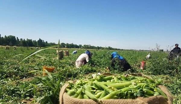 آشنایی با ۵ ماده غذایی گیاهی سرشار از آهن
