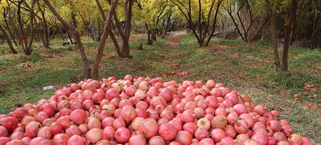 پیش بینی برداشت ۷۵ هزار تن انار از انارستان های لرستان